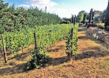 Foto 3 - Rustico Cortona - foto 3