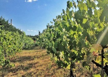 Foto 11 - Rustico Cortona - foto 11