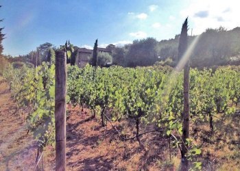 Foto 12 - Rustico Cortona - foto 12