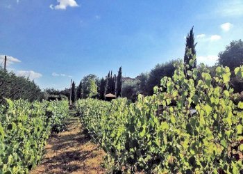 Foto 13 - Rustico Cortona - foto 13