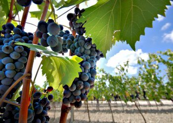 Foto 9 - Rustico Montepulciano - foto 9