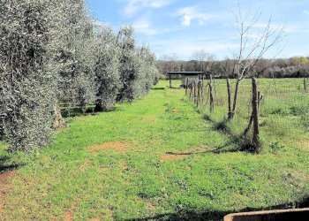 Foto 9 - Rustico ravi, Gavorrano - foto 9