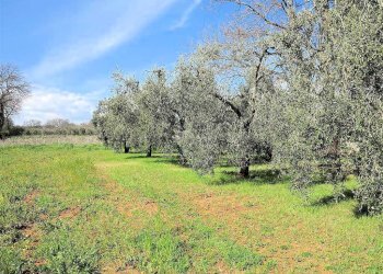 Foto 14 - Rustico ravi, Gavorrano - foto 14