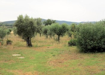 Foto 8 - Rustico Massa Marittima - foto 8