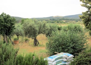 Foto 10 - Rustico Massa Marittima - foto 10