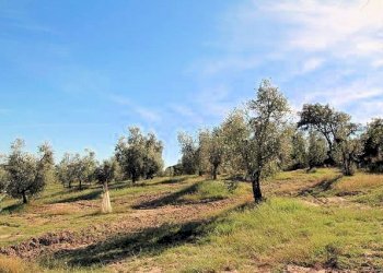 Foto 5 - Rustico Roccastrada - foto 5