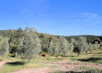 Foto 13 - Rustico Roccastrada - foto 13