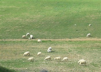 Foto 16 - Rustico Gavorrano - foto 16