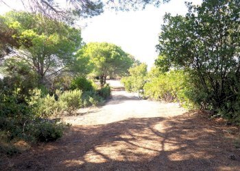 Foto 2 - Azienda agricola Valle Literno, Campo nell'Elba - foto 2