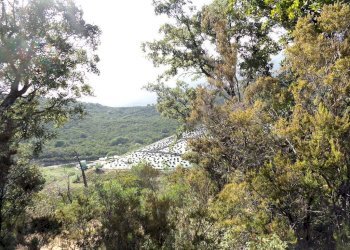 Foto 5 - Azienda agricola Valle Literno, Campo nell'Elba - foto 5