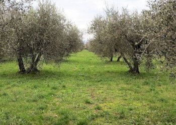 Foto 6 - Rustico Bagno di Gavorrano, Gavorrano - foto 6