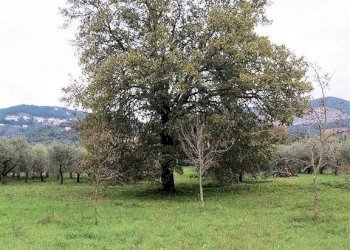 Foto 10 - Rustico Bagno di Gavorrano, Gavorrano - foto 10