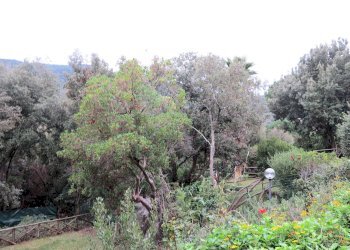 Foto 8 - Villa a Schiera Castiglione della Pescaia - foto 8