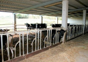 Foto 3 - Rustico apparita, Magliano in Toscana - foto 3