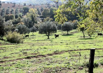 Foto 11 - Rustico apparita, Magliano in Toscana - foto 11