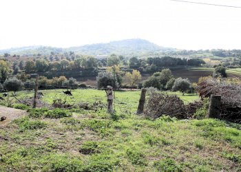 Foto 12 - Rustico apparita, Magliano in Toscana - foto 12