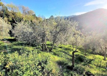 Foto 4 - Rustico Pescia - foto 4