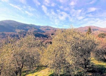 Foto 6 - Rustico Pescia - foto 6