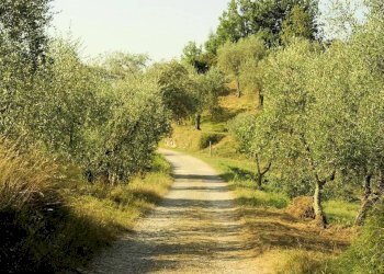 Foto 8 - Rustico Pescia - foto 8