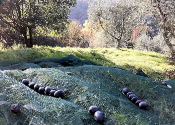 Foto 10 - Rustico Pescia - foto 10