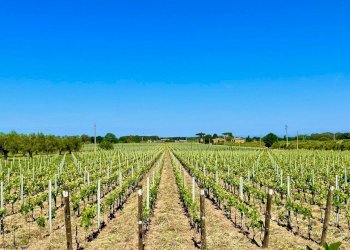 Foto 7 - Rustico Castagneto Carducci - foto 7