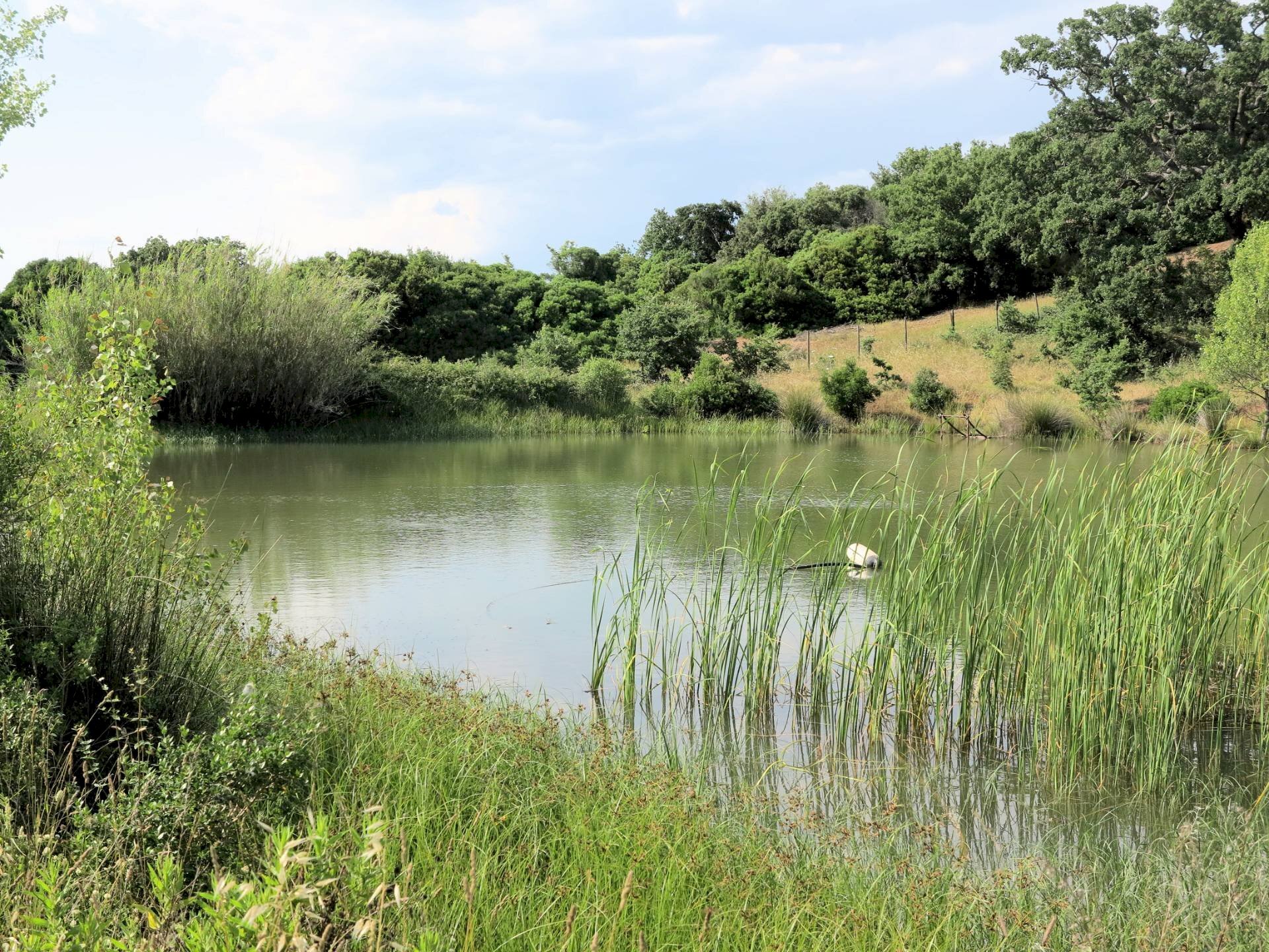 Foto 2 - Rustico Strada Provinciale Montiano, Magliano in Toscana - foto 2