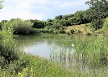 Foto 2 - Rustico Strada Provinciale Montiano, Magliano in Toscana - foto 2