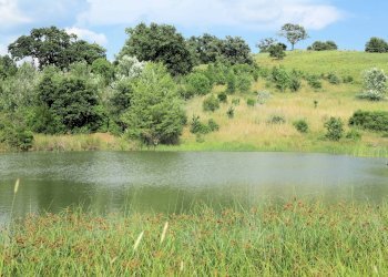 Foto 5 - Rustico Strada Provinciale Montiano, Magliano in Toscana - foto 5