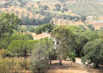 Foto 7 - Rustico Strada Provinciale Montiano, Magliano in Toscana - foto 7