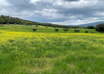 Foto 8 - Rustico Pomarance - foto 8