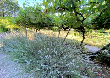 Foto 11 - Rustico Castelnuovo di Val di Cecina - foto 11