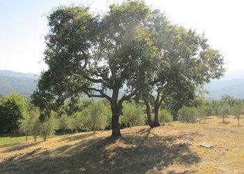 Foto 10 - Rustico Castelnuovo di Val di Cecina - foto 10