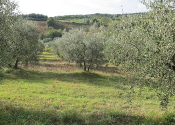 Foto 11 - Rustico Castelnuovo di Val di Cecina - foto 11