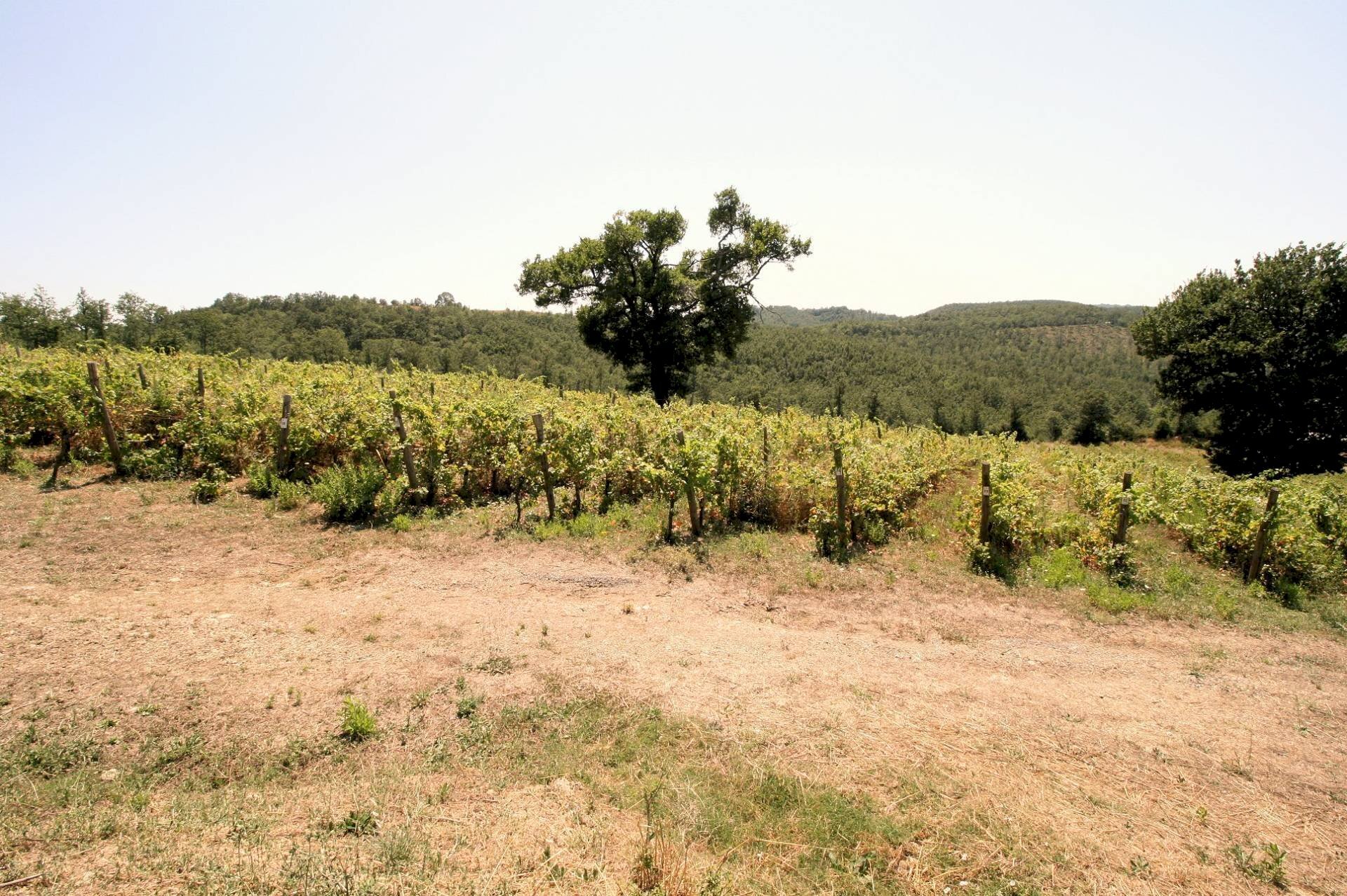 Foto 2 - Rustico Scansano - foto 2