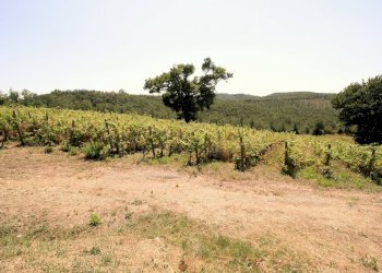 Foto 2 - Rustico Scansano - foto 2