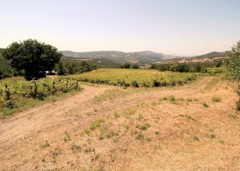 Foto 11 - Rustico Scansano - foto 11