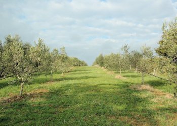 Foto 3 - Rustico Grosseto - foto 3