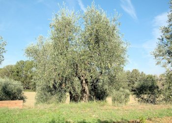 Foto 10 - Rustico Grosseto - foto 10