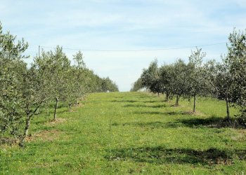 Foto 12 - Rustico Grosseto - foto 12