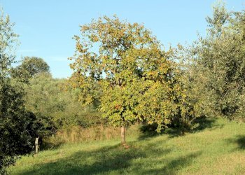 Foto 14 - Rustico Grosseto - foto 14