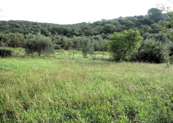 Foto 3 - Independent house Scarlino - photo 3