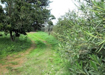 Foto 6 - Independent house Scarlino - photo 6