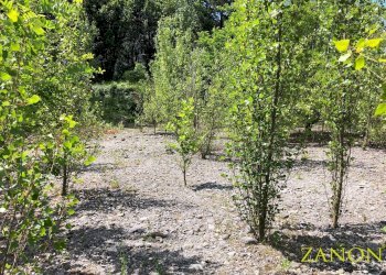 Foto 6 - Terreno edificabile via caprin, Gorizia - foto 6