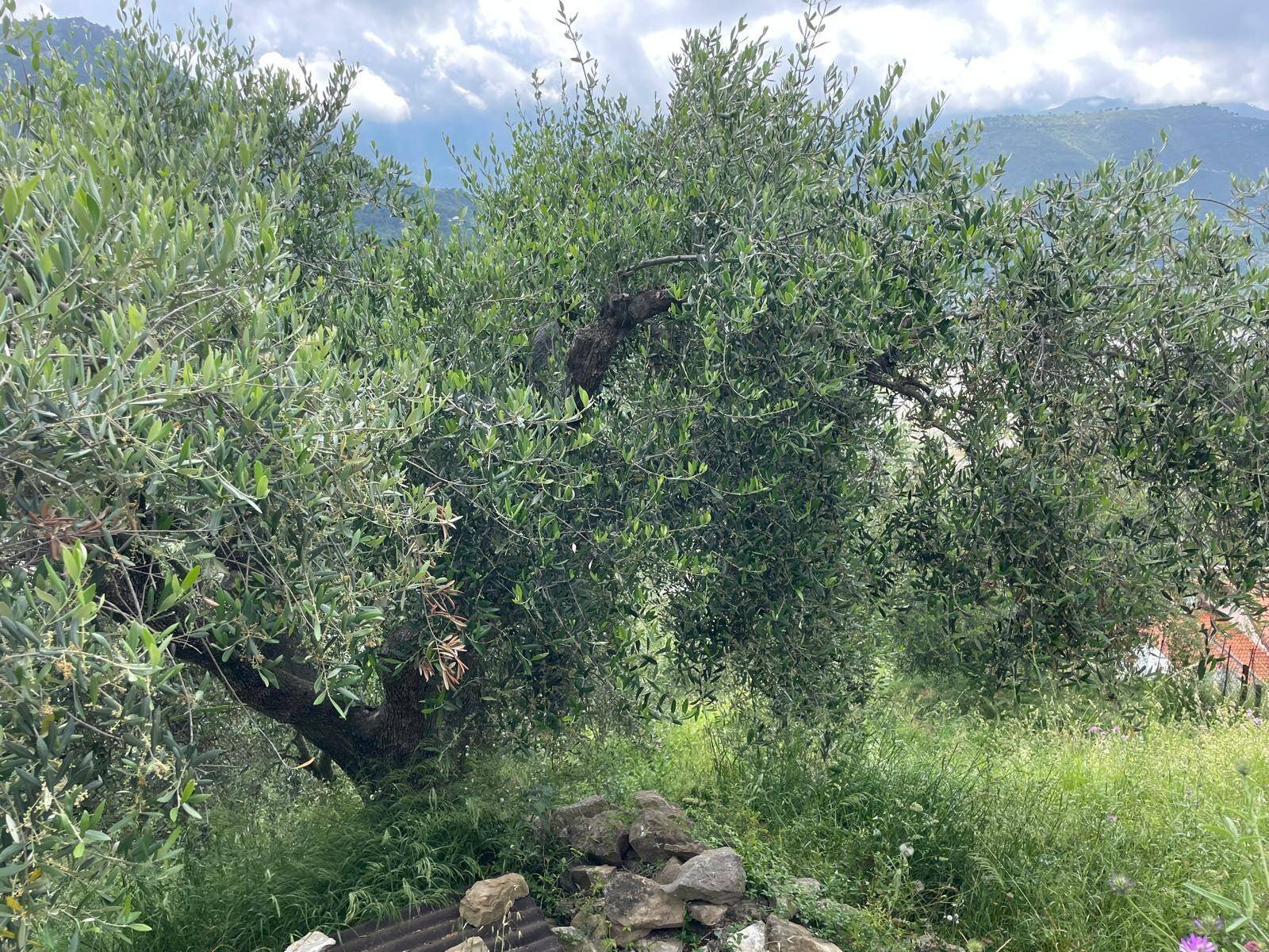 Foto 3 - Terreno edificabile Strada Ciaixe, Camporosso - foto 3