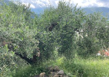 Foto 3 - Terreno edificabile Strada Ciaixe, Camporosso - foto 3