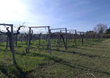 Foto 1 - Terreno agricolo via colle d'oro, Giulianova - foto 1