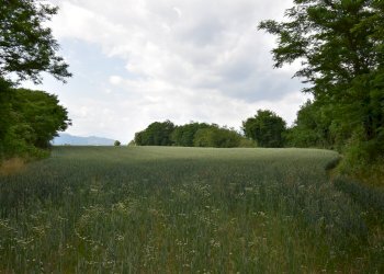 Foto 12 - Terreno agricolo via della vittoria, Aicurzio - foto 12