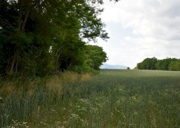 Foto 13 - Terreno agricolo via della vittoria, Aicurzio - foto 13
