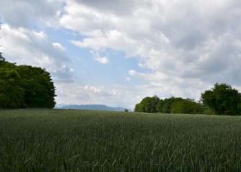 Foto 15 - Terreno agricolo via della vittoria, Aicurzio - foto 15