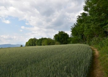Foto 16 - Terreno agricolo via della vittoria, Aicurzio - foto 16